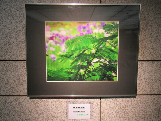 緑葉の写真