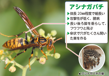 アシナガバチ