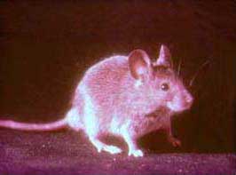 ハツカネズミの写真