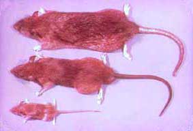 上からドブネズミ、クマネズミ、ハツカネズミの写真