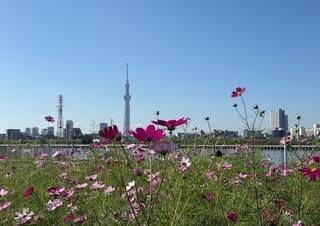 コスモスとスカイツリー