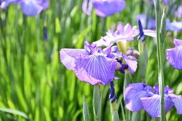花しょうぶ