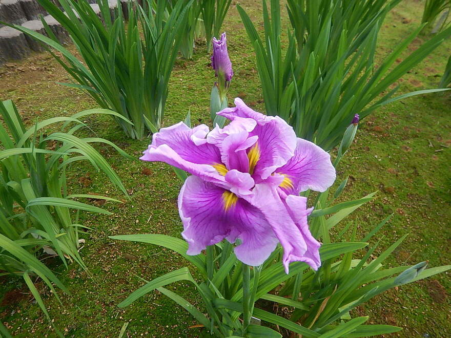 かつしか花火