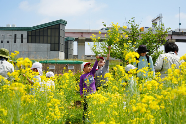 写真:菜の花とこどもたち