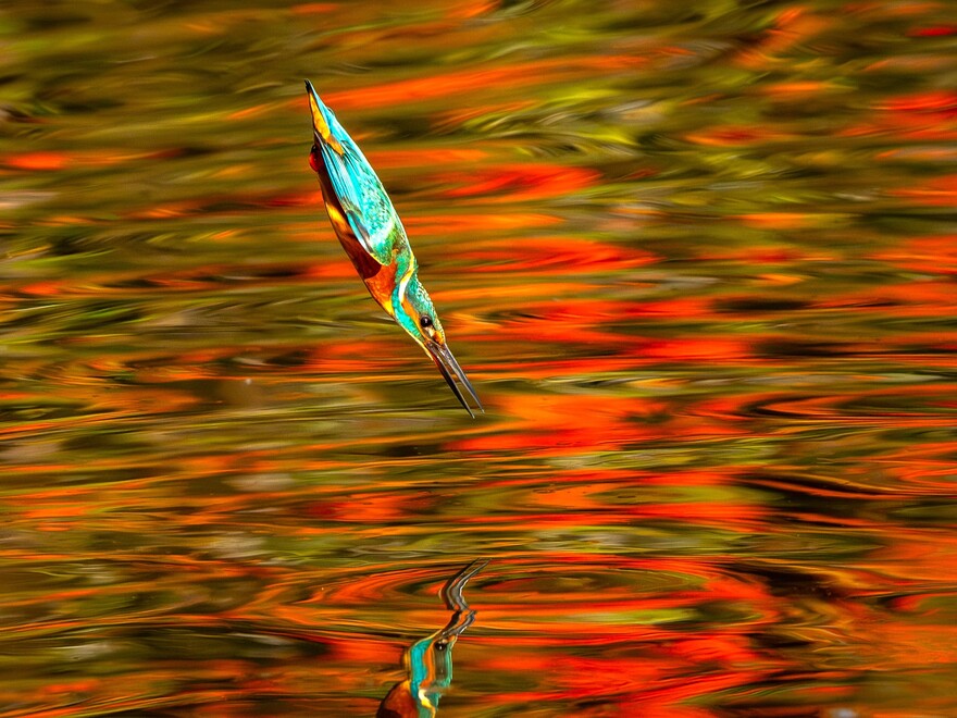 カワセミの写真