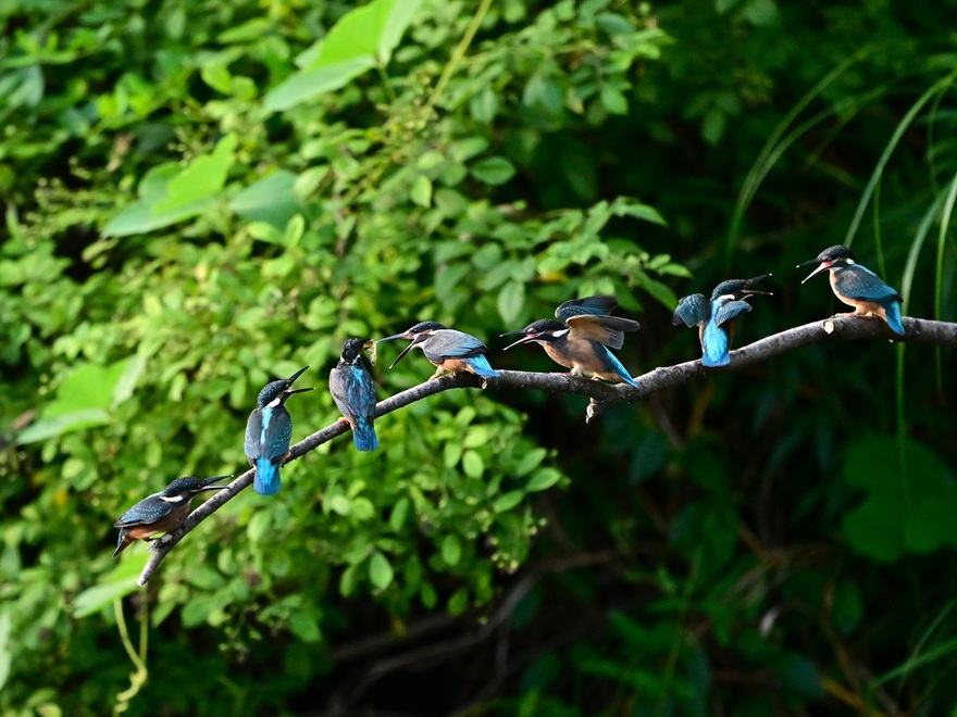 カワセミの写真