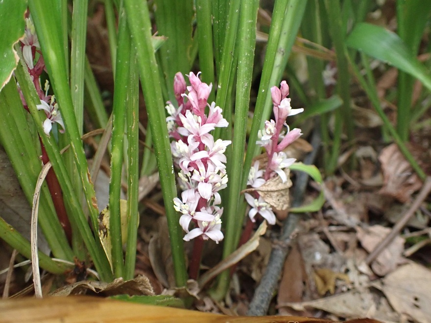 キチジョウソウ