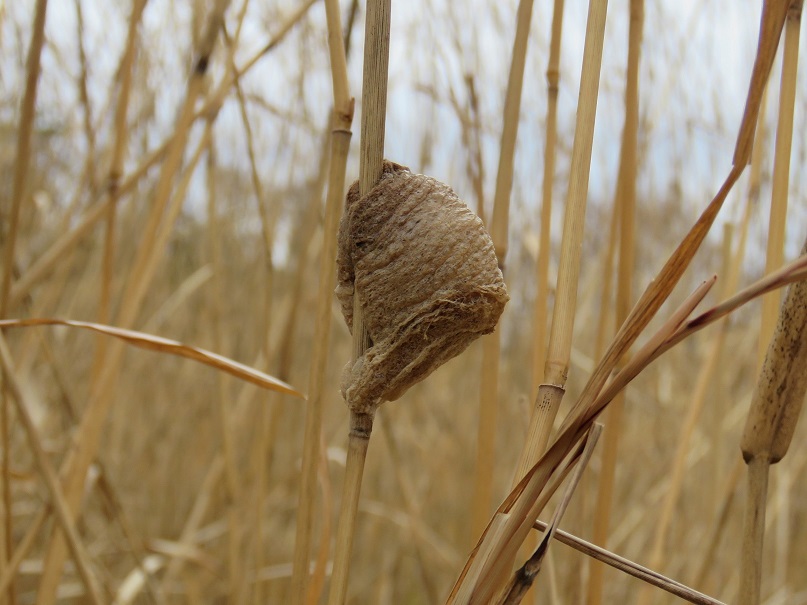 オオカマキリ卵鞘