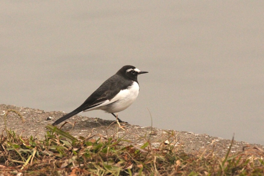 セグロセキレイ