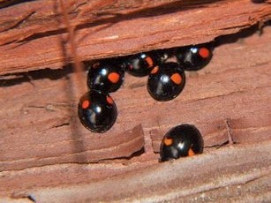 ナミテントウの集団越冬