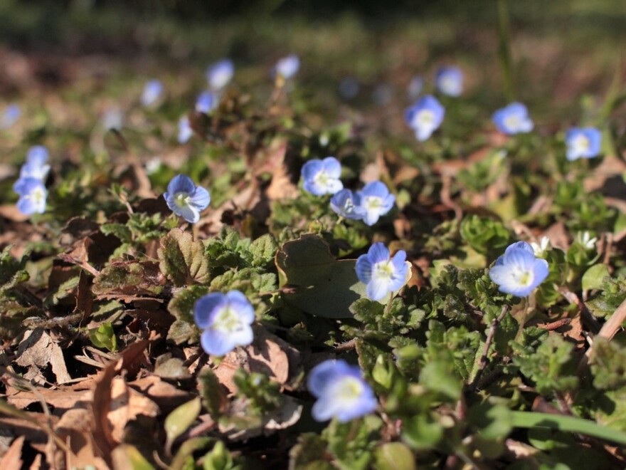 オオイヌノフグリ