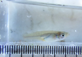 採取されたカダヤシの写真