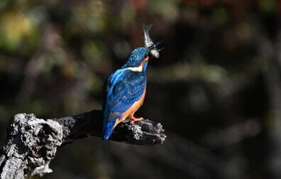 魚を捕食するカワセミ