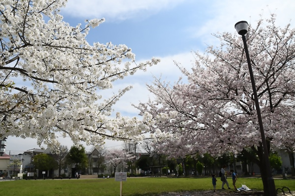 渋江公園の桜