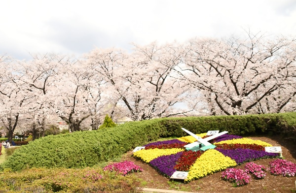 小菅西公園の桜
