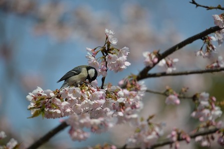 シジュウカラ