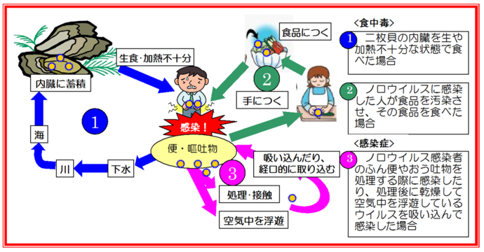 ノロウイルスの感染経路図。加熱不十分の二枚貝を食べた場合や、ノロウイルスに感染した人が食品を汚染し、その食品を食べた場合、また、ノロウイルス患者の糞便や嘔吐物を処理する際に感染したり、処理後に乾燥して空気中を浮遊しているウイルスを吸い込むことで、ノロウイルスに感染することがあります。