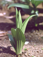 バイケイソウの写真