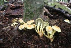 ニガクリタケノシャシン