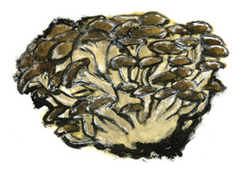 シメジのイラスト