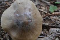 ウラベニホテイシメジの傘の写真