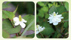 ドクダミ・ヤエドクダミの写真