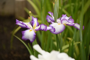 花菖蒲の写真