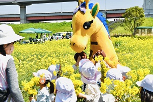 菜の花花摘みイベントの写真