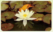 ヒツジグサの写真