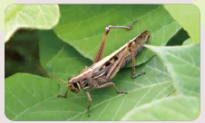 ツチイナゴの写真