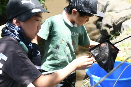 博物館の田んぼの生き物観察会の写真