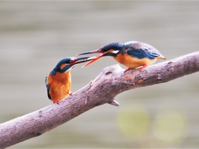カワセミ求愛給仕の様子