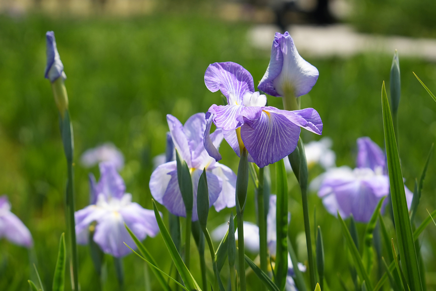 写真：ショウブの花