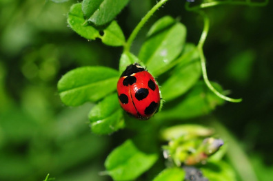 ナナホシテントウ