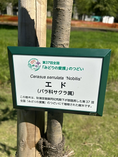 エド