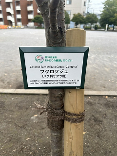 フクロクジュ