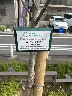 コマツオトメ