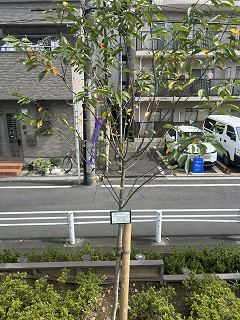 コマツオトメ