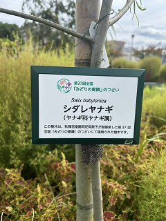 シダレヤナギ